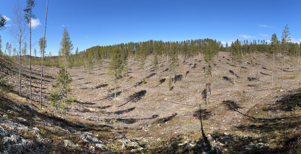 Avohakkuualuetta Laukaalla Hietasyrjänkankaalla, jossa näkyy yksittäisiä säästöpuita, hakkuujätettä ja metsää horisontissa sinisen taivaan alla.